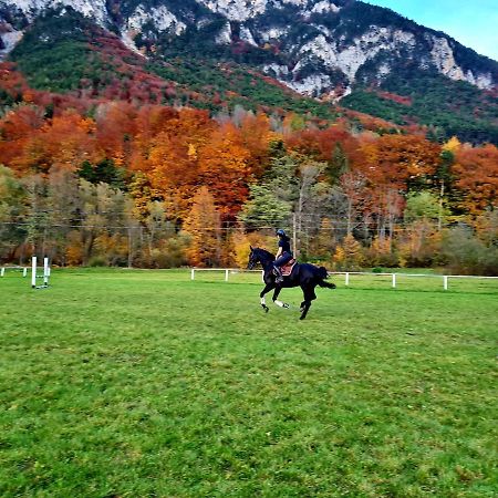 Muehle In Der Pferdewelt Reichenau Apartment Екстериор снимка